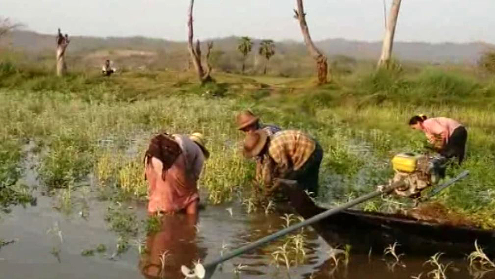 မေကြးတုိင္းတြင္ တမံေရပိတ္သည့္ အတြက္ ႏွမ္းခင္းဧက ၄၀၀ ေက်ာ္ ပ်က္စီး