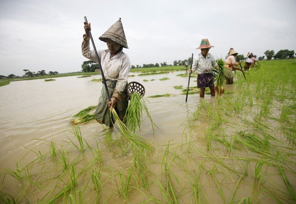 ဧရာ၀တီတုိင္းဘတ္ဂ်က္တြင္ လယ္ယာမဲ့မ်ားအတြက္ က်ပ္သန္း ၁၀၀၀ ထည့္သြင္း