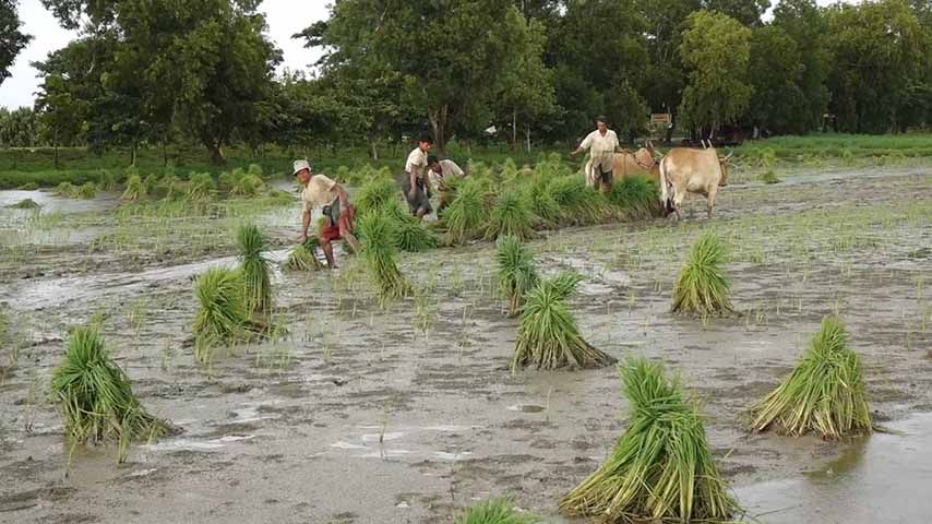 စက်သုံးဆီခွဲတမ်းမရသဖြင့် မိုးစပါးစိုက်မည့် လယ်သမားများ အခက်ကြုံ 