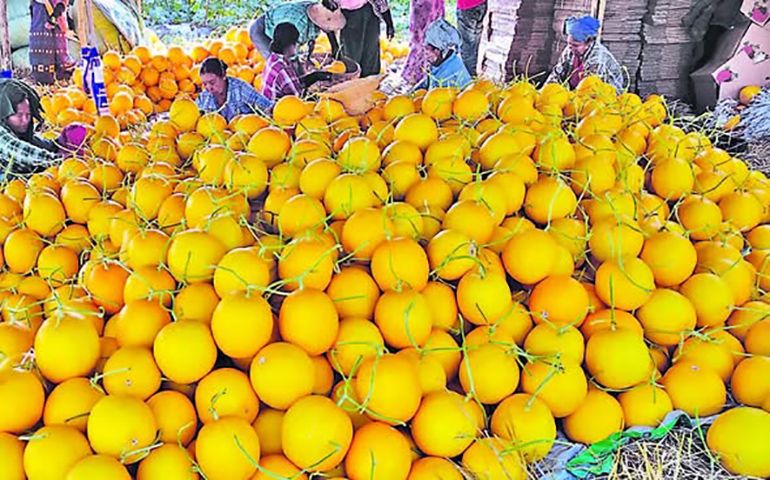 တရုတ်ဝယ်လက် မရှိသည့် သခွားမွှေး ပြည်တွင်းဈေးကွက်ကို အားထားနေရ