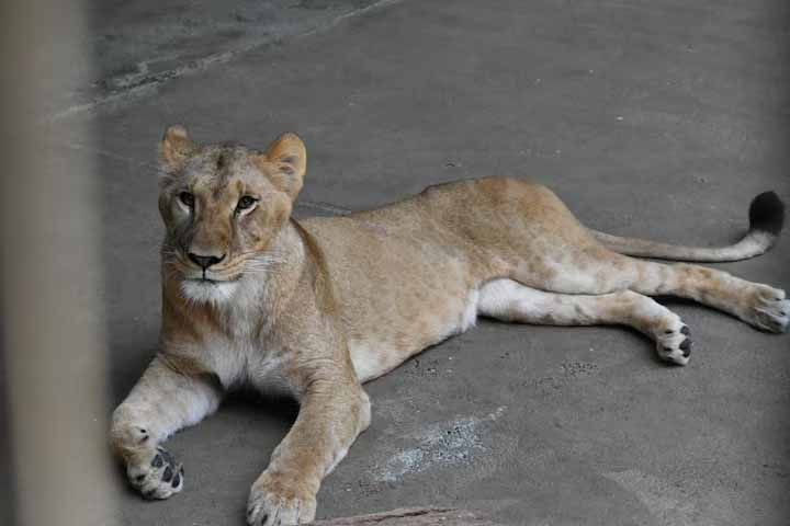 Photo : Tokyo Zoological Park Society