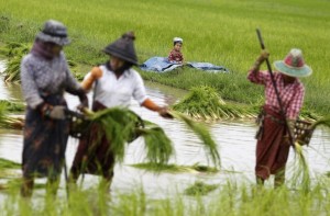 A boy sits near paddy field while his parents  plant rice seedlings in a paddy field on the outskirts of Yangon