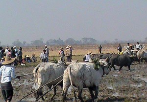 Matayar farmer