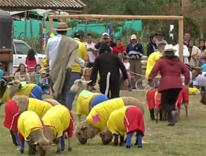 Colombian sheep play mock World Cup